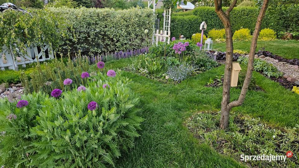 Działka ROD Wrzos w Radomiu Radom