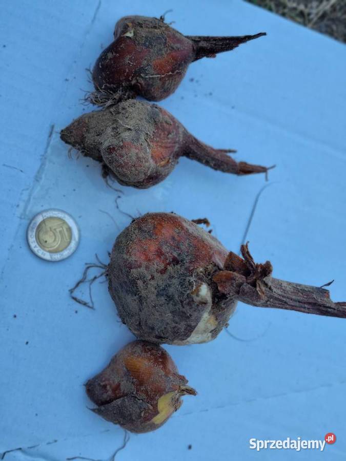 Zimowit jesienny Duże cebule XXL fioletowy