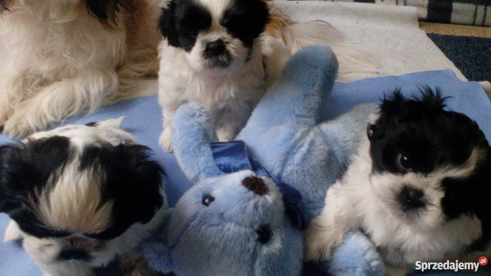 shihtzu DO 4 Świecie sprzedam