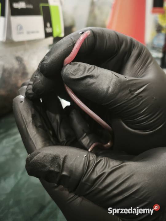 blanus sp blind snake slepucha młody osobnik Wałbrzych sprzedam