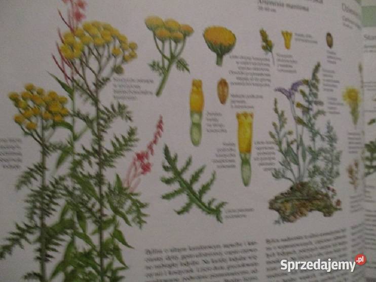 Zielony świat Tatr ZRadwańska Paryska roślinność biologia, ekologia Łódź sprzedam