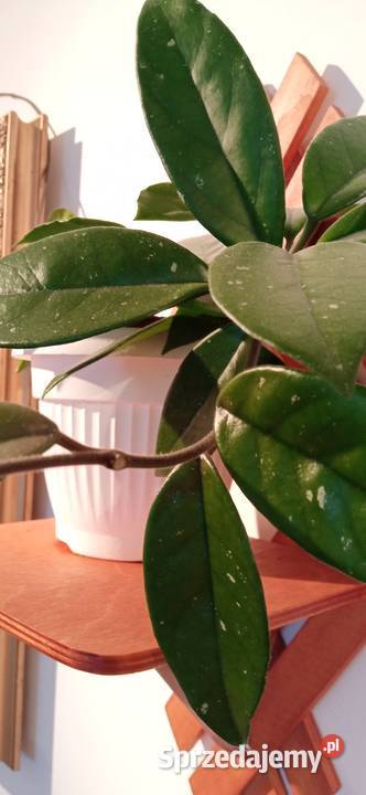 Hoya carnosa roślina pnąca domowy Kwiat Pozostałe Nowy Sącz