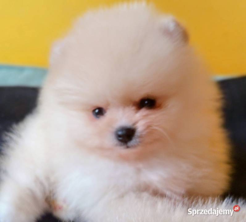 Szpic miniatura pomeranian ZKwP FCI marzec Kuźnica Kiedrzyńska sprzedam