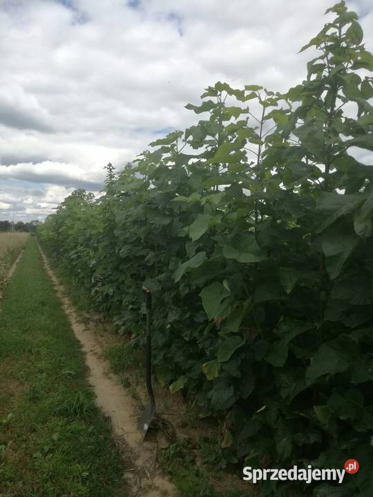 katalpa podkładka do szczepień catalpa surmia lubelskie Puławy