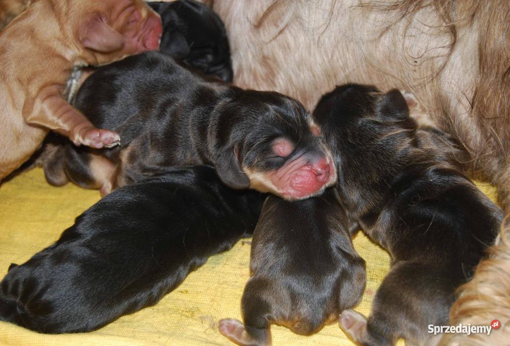 Cocker Spaniel Angielski Psy Kluczbork sprzedam