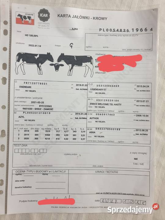 Jałówki Cielne HF 100 z pod oceny małopolskie Ciche sprzedam