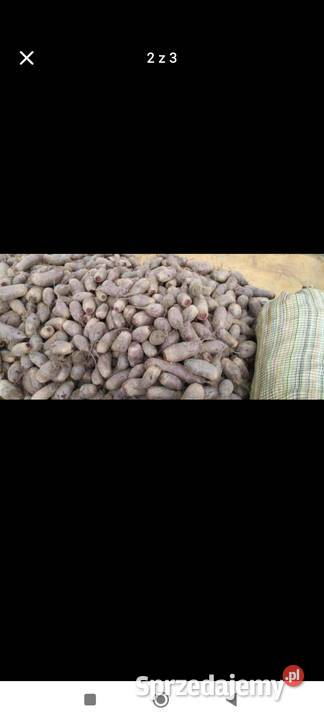 Sprzedam buraczek czerwony Romartów