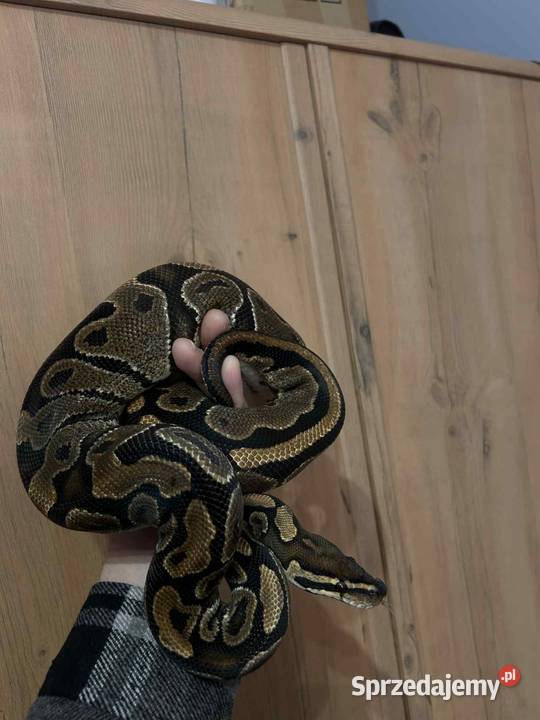 Sprzedam 10 Pytona królewskiego
