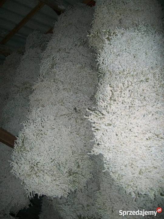 Zatrwian tatarski statycja Inne Ryki