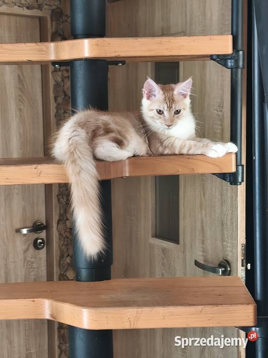 Kotka jedną szylkretka druga ruda Maine coon z Kielce