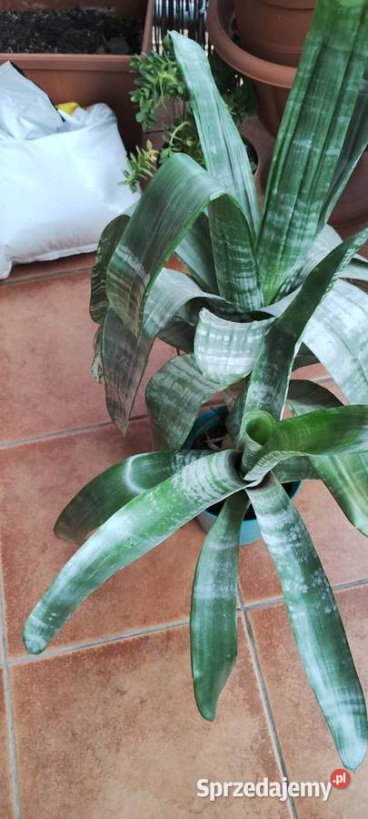 Kwiat ECHMEA wstęgowata Aechmea fasciata Leszno sprzedam