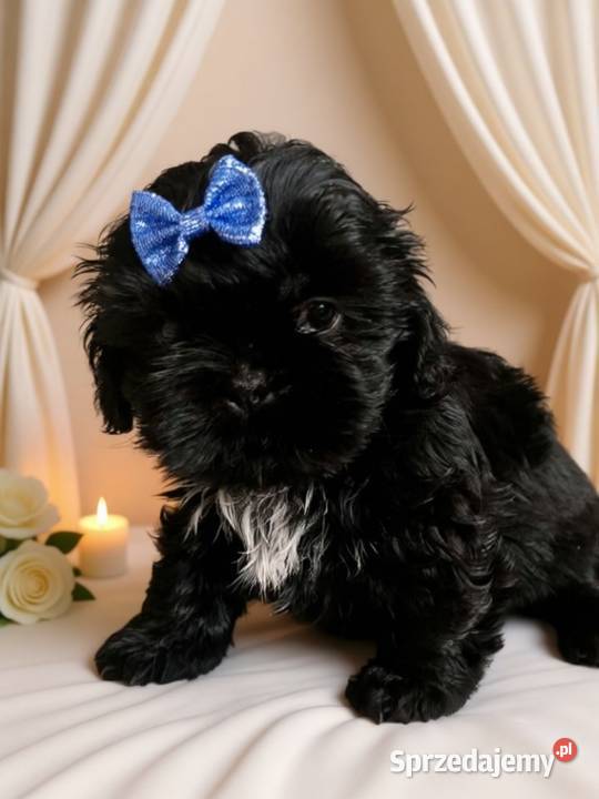 Śliczny piesek rasy ShihTzu szuka domku Namysłów
