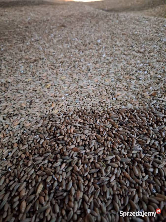 Pelletżyto warmińsko-mazurskie Polkajmy