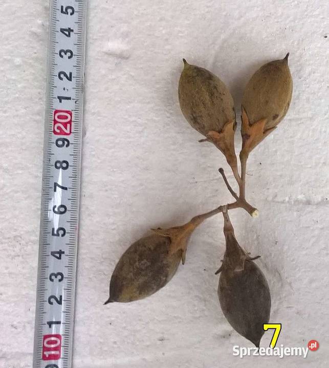 Drzewa tlenowe Paulownia OXYTREE tegoroczne Liściaste Rudnik nad Sanem