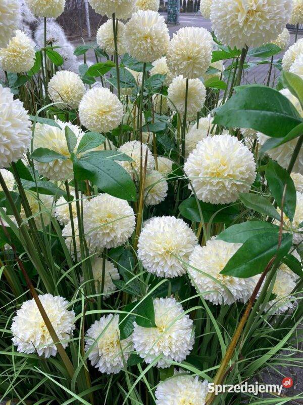 Sztuczna trawa dekoracyjna Premium podświetlana Sztuczne kwiaty i owoce Golkowice