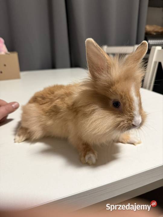 Króliczki miniaturki Wadowice