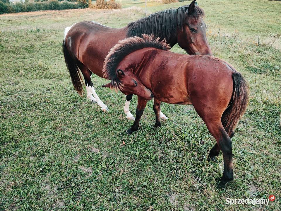 Ogierek huculski Sejny