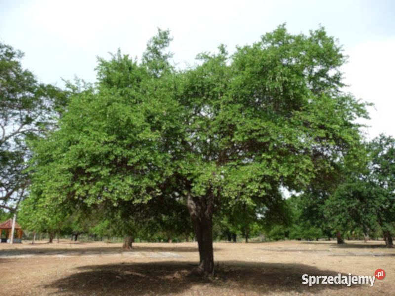 BAUHINIA BIDI Bauhinia racemosa NASIONA 100g Lubanie