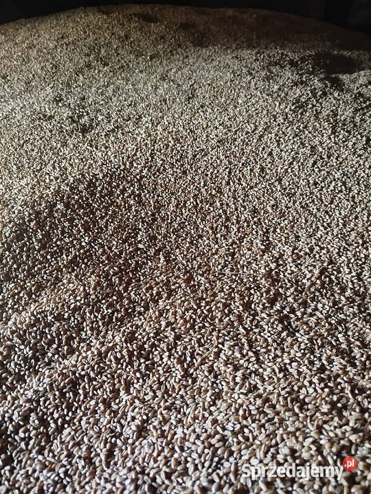 pszenica jęczmień owies Dąbrowa