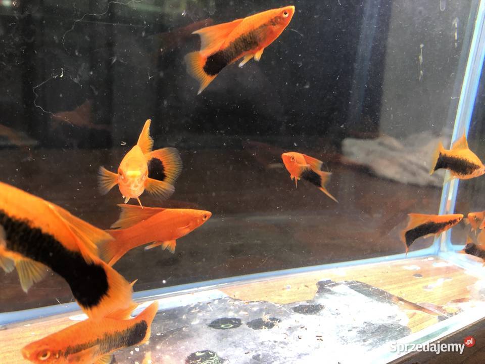 Mieczyk Tuxedo delta łódzkie Justynów