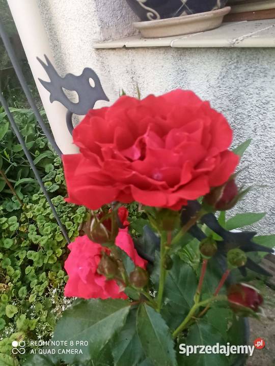 Talerzyk z różami Wheatcroft Roses Roslyn