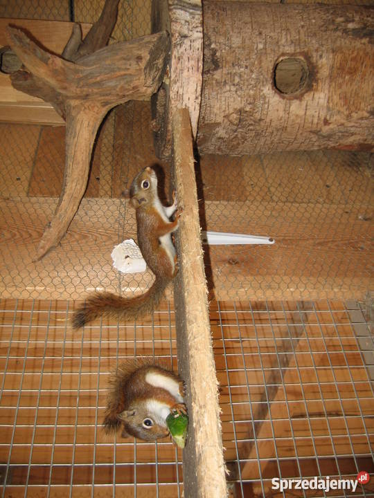 sprzedam wiewiorki hudsona Myślibórz
