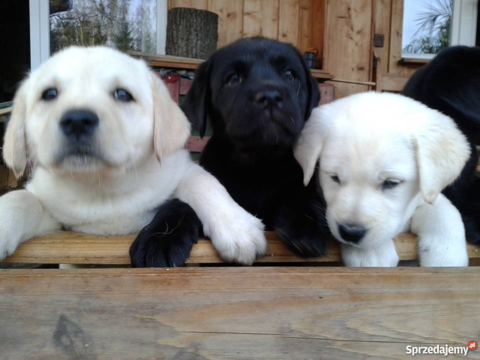 Labradory szczeniaki dwumiesięczne szukają domu Labrador Giżycko