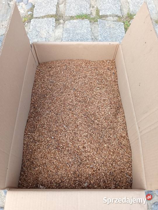 Nasiona Brzozy Jaworzno