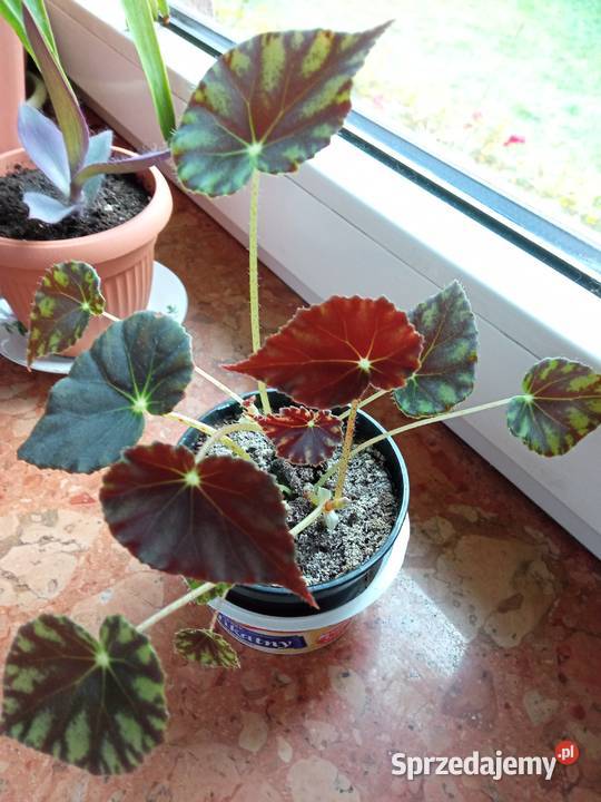 Begonie moje begonie podlaskie Białystok