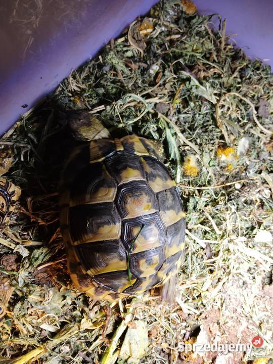 Żółw Grecki Olsztyn bezpieczna wysyłka cała warmińsko-mazurskie