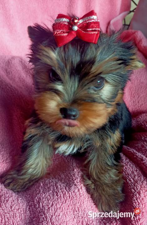 Piesek Yorkshire terrier york Zwierzęta Boguchwała