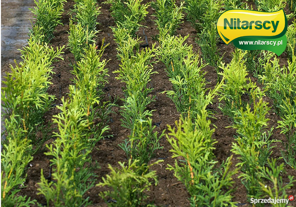 Tuja Tuje Szmaragd 25 35 Donica Wysyłamy Dom i Ogród