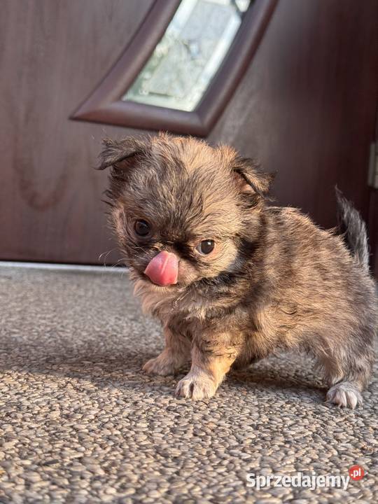 Chihuahua