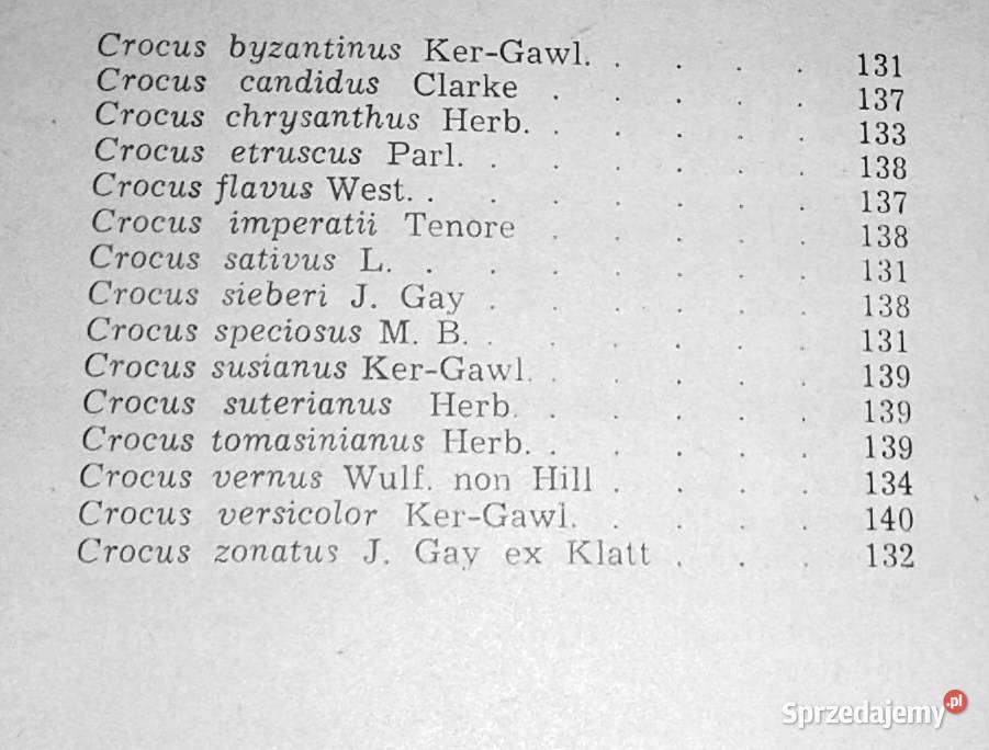 Narcyzy i krokusy Joanna Krause lubelskie Chełm