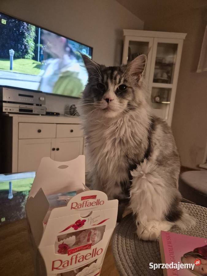 Maine coon kocurek Mała Nieszawka