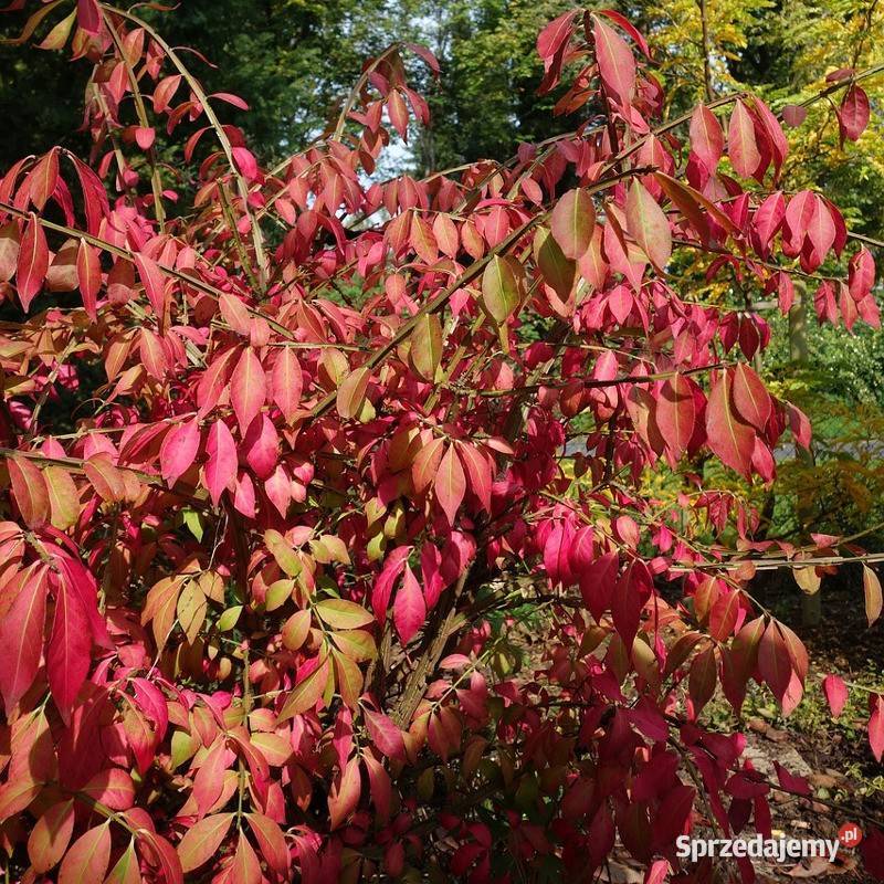 Trzmielina Oskrzydlona DUŻE SADZONKI Rośliny Rośliny Dobczyce
