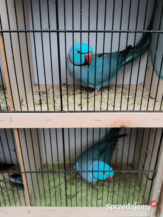 Aleksandrety obrozne Wrocław