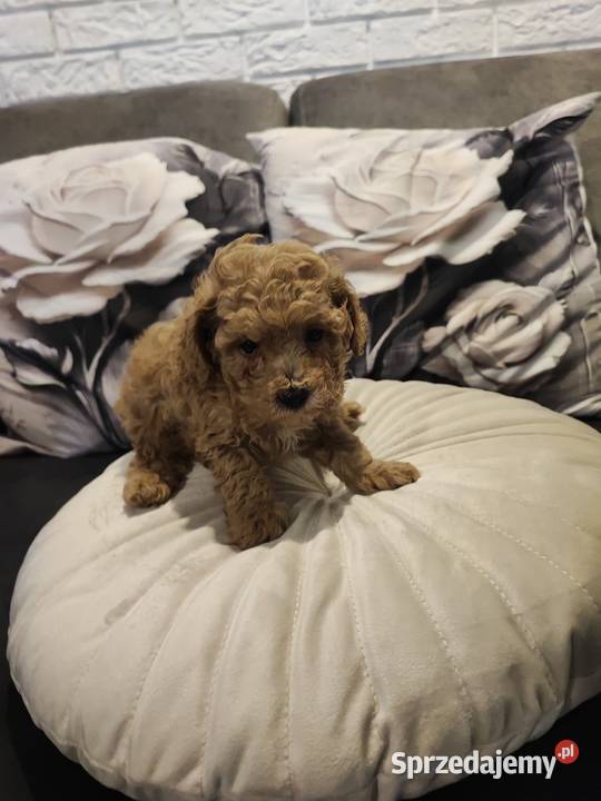 Pudelek toy Pozostałe dolnośląskie