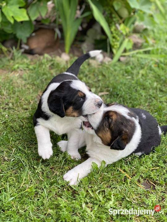 Owczarek Środkowoazjatycki Szczeniaki
