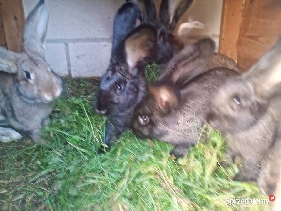 Sprzedam kruliki Gryzonie Sokołów Podlaski sprzedam