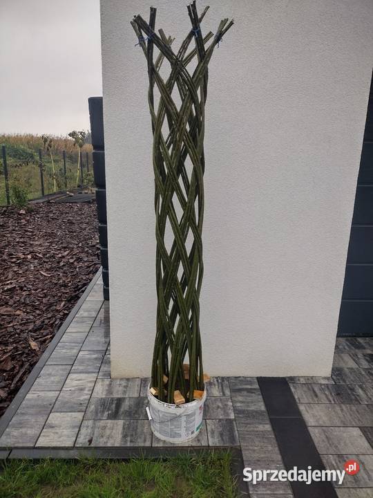 Wierzba energetyczna na biomasę sadzonki Przygodzice