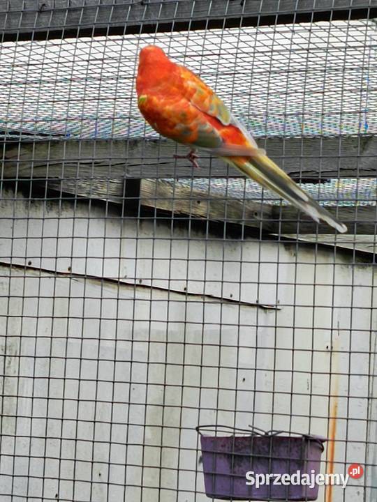 Świergotki samce wielkopolskie