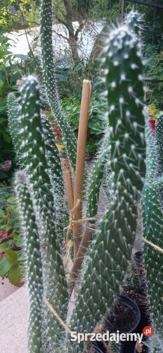 Kaktusy Opuncja białowłosa kolekcja małopolskie Nowy Sącz