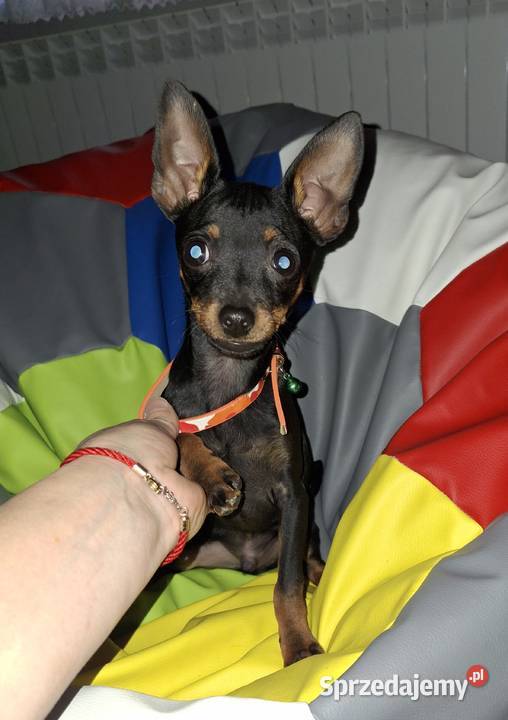 Ratlerek pinczer sarenka miniaturka Pozostałe Jasło