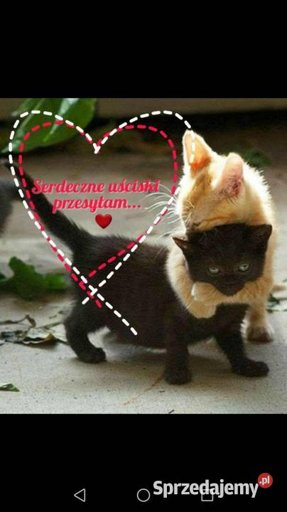 Poduszki KOTY na prezent na szczescie wielkopolskie Poznań