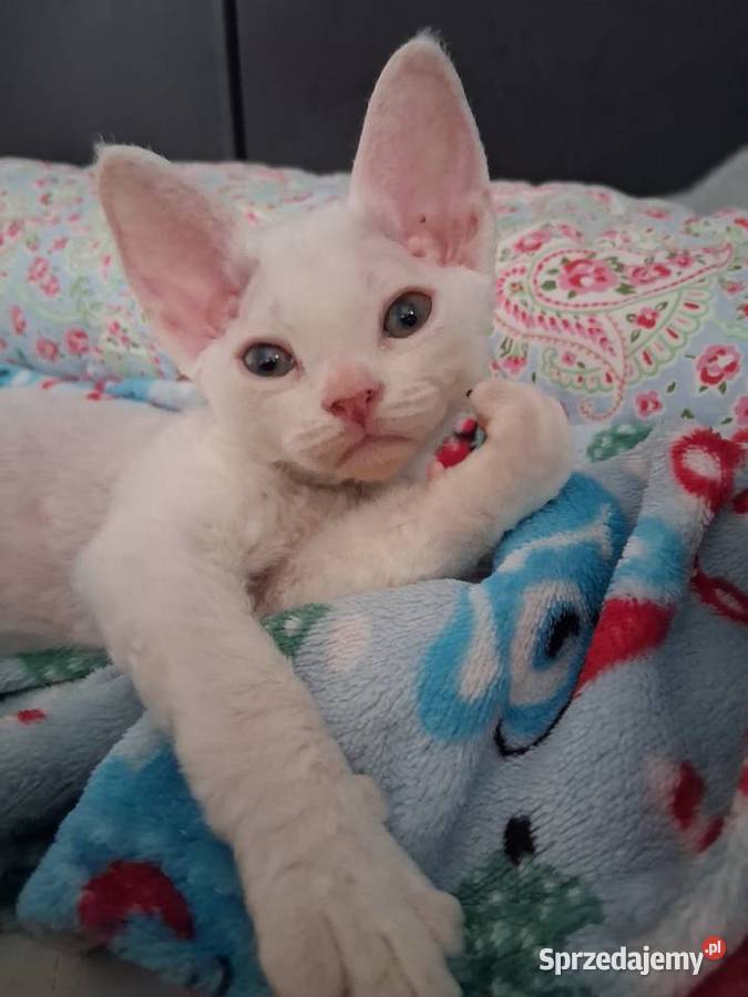 BiaŁa dziewczynka devon rex FPL dolnośląskie Wrocław