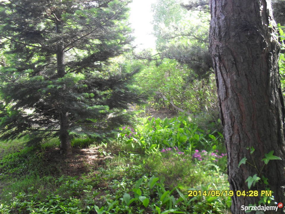 Sprzedam działkę rekreacyjną prąd Grunty i działki Wyszków sprzedam