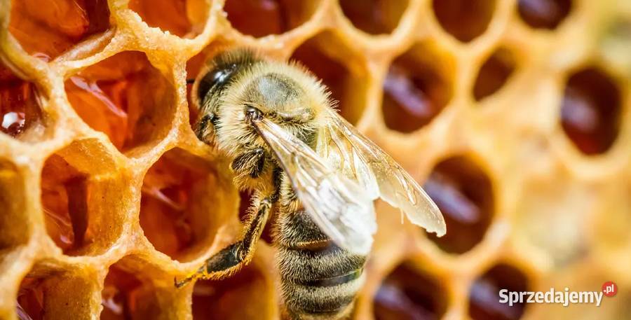 Sprzedam pszczoły akcesoria likwidacja pasieki Mława