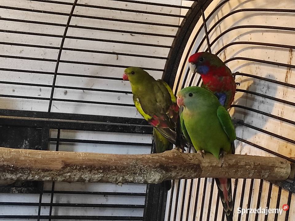 Papuga górska samiec mazowieckie Rębków