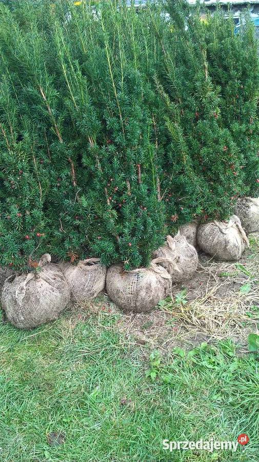 Cis Tani Szybkorosnący Żywopłot Mszczonów